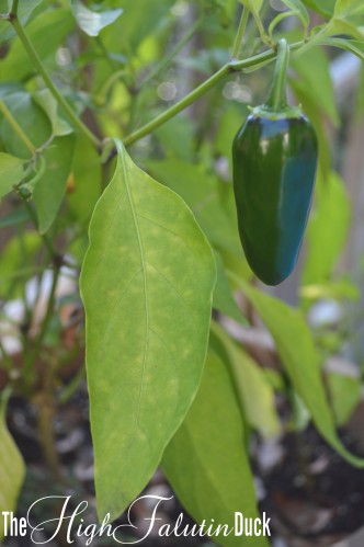 jalapeno plant